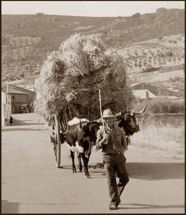 tareas agrícolas: transporte de la cosecha a la era en carro